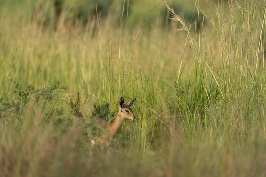A kob antelope in an open meadow. This is a young antelope in a grassy area of Uganda.