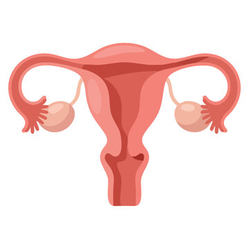 Human anatomy female reproductive system organs location scheme uterus cervix ovary fallopian tube icon vector illustration for medical education health and biology designs
