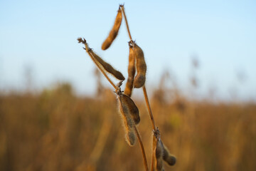 Obraz premium Ripe soybean pods on plant stem against blue sky, agricultural crop detail showing harvest stage of legumes