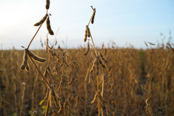 Fototapeta premium Soybean plants with dry pods growing in agricultural field, late season crop landscape before harvest