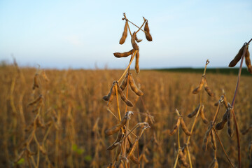 Fototapeta premium Soybean Plant with Mature Pods Against Clear Sky, Autumn Harvest Agriculture and Rural Farming Background