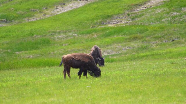 Two bison grazing peacefully in a lush green grassland at Yellowstone National Park, Wyoming. Scenic wildlife footage capturing the calm behavior of these iconic North American mammals in their natura