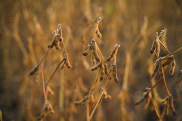 Fototapeta premium Soybean plants with ripe pods in cultivated field during harvest season representing agriculture and rural landscape