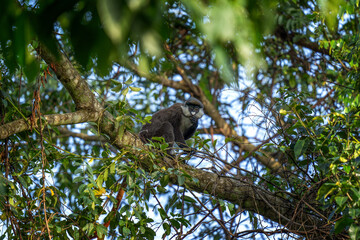 Fototapeta premium A curious red-tailed monkey sits on a branch. a rare Cercopithecus ascanius in its native habitat. A small grey monkey with a white nose and cheeks.