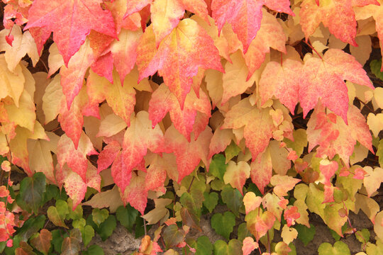 sfumature autunnali: tappeto di foglie