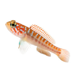 Fototapeta premium Colorful Tropical Fish with Orange and White Spots on Black Background