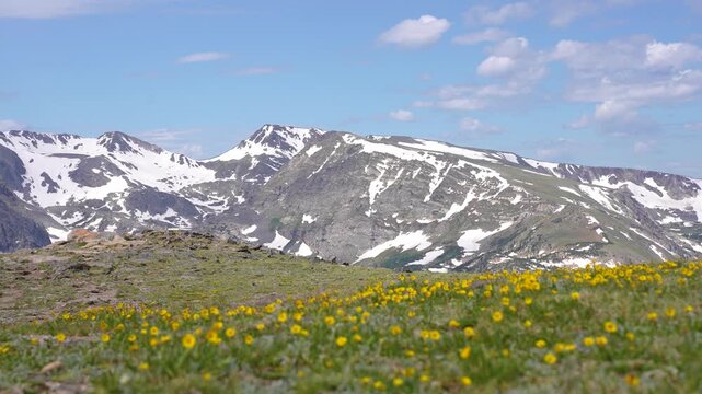 Wide shot of snow-capped mountains in Rocky Mountain National Park, Colorado, with colorful tundra flowers in the foreground