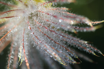rugiada del mattino su soffione di geum (Geum reptans) © gabriffaldi