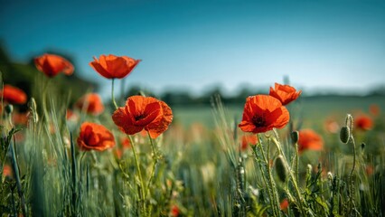 Obraz premium Field of vibrant red poppy flowers in summer