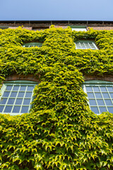 Ivy Covered Stone House Facade With Green Window Frames And Lush Garden Front