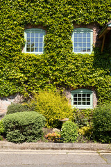 Ivy Covered Stone House Facade With Green Window Frames And Lush Garden Front