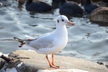 Obraz premium Seagull standing on stone close up
