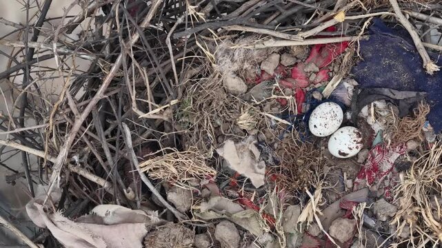 black kite or fire kite (Milvus migrans) Nesting discarded items including clothing and two white circular objects among twigs and debris in a natural setting Aerial top down view