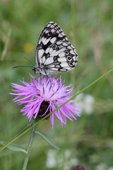 Obraz premium farfalla bianconera (Melanargia galathea) su un capolino di centaurea