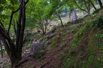 Fototapeta premium 日本の風景・夏 三重県熊野市 世界遺産 鬼ヶ城（城跡）