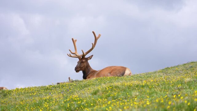 Beautiful shot of an elk sitting on the ground at the edge of Trail Ridge Road in Rocky Mountain National Park, Colorado