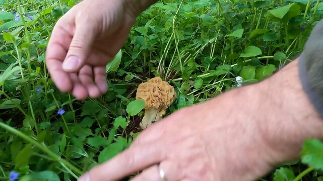 Finding and picking a beautiful specimen of yellow morel or Morchella esculanta in the lush spring vegetation