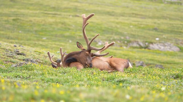 Elk bending his neck and settling down to take a nap at Rocky Mountain National Park, Colorado
