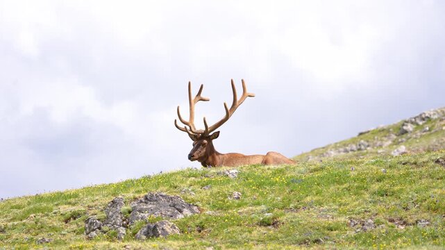 Bull elk napping in the warm sunlight at Rocky Mountain National Park, Colorado