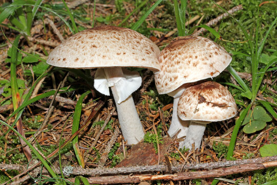 funghi prataioli (Psalliota sp.), apprezzati commestibili