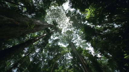 Fototapeta premium Lush green rainforest canopy