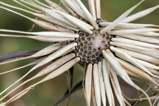strani aculei disordinati; semi di tragopogon