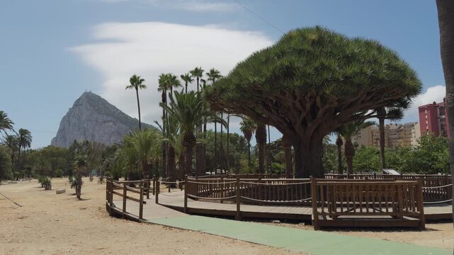 Rock of gibraltar overlooking drago tree and tropical park