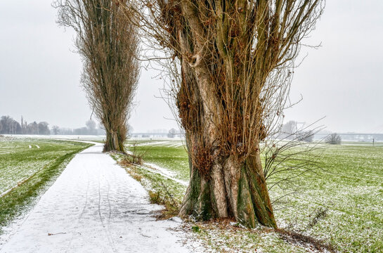Verschneite Winterlandschaft mit B&auml;umen am Rhein in Kaiserswerth