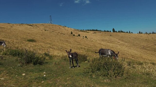 Donkey and foal grazing on sunny mountain hill pasture
