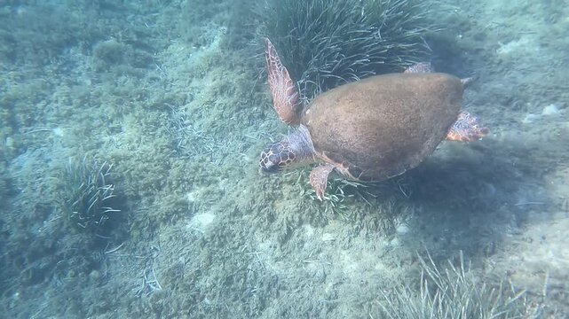 Pleasant surprise underwater, friendly and curious large sea turtle Caretta Caretta, close-up view, Kefalonia, Greece , Kormorani beach near Argostoli