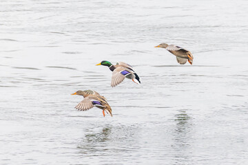Stockente - Enten im Anflug