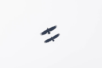 Silhouetten von zwei Seeadler im Flug