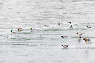 Stockenten im Wasser