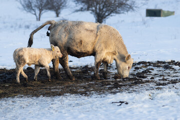 Naklejka premium cows and little calf on a farm