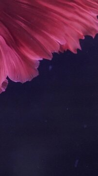 red betta fish tail in the acquarium close up, macro view 