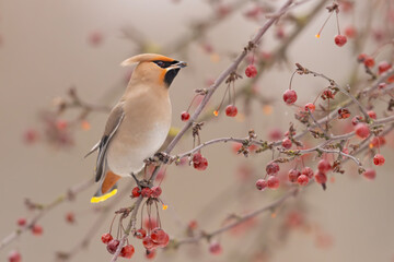 Jemiołuszka (Bombycilla garrulus) © Grzegorz