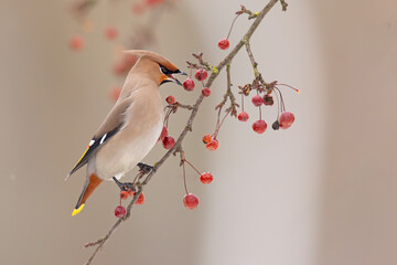 Jemiołuszka (Bombycilla garrulus) © Grzegorz