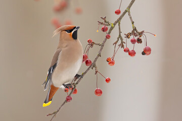 Jemiołuszka (Bombycilla garrulus) © Grzegorz