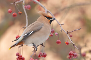 Jemiołuszka (Bombycilla garrulus) © Grzegorz
