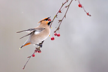 Jemiołuszka (Bombycilla garrulus) © Grzegorz