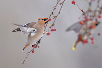 Jemiołuszka (Bombycilla garrulus) © Grzegorz