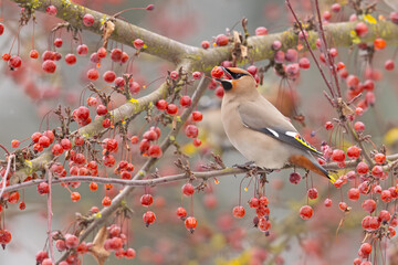Jemiołuszka (Bombycilla garrulus) © Grzegorz