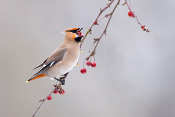 Jemiołuszka (Bombycilla garrulus) © Grzegorz