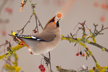 Jemiołuszka (Bombycilla garrulus) © Grzegorz