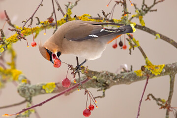 Jemiołuszka (Bombycilla garrulus) © Grzegorz
