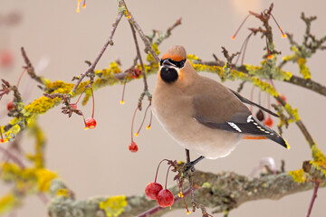 Jemiołuszka (Bombycilla garrulus) © Grzegorz