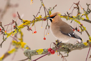 Jemiołuszka (Bombycilla garrulus) © Grzegorz
