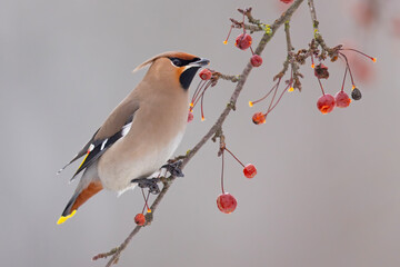 Jemiołuszka (Bombycilla garrulus) © Grzegorz