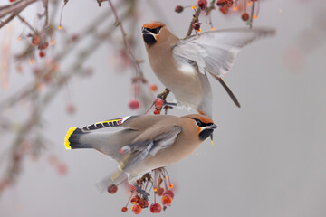 Jemiołuszka (Bombycilla garrulus) © Grzegorz