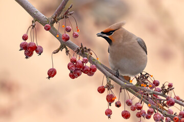 Jemiołuszka (Bombycilla garrulus) © Grzegorz